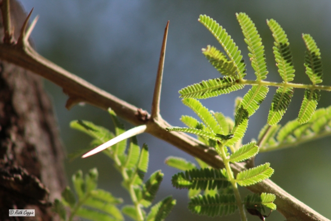 Acacia thorn